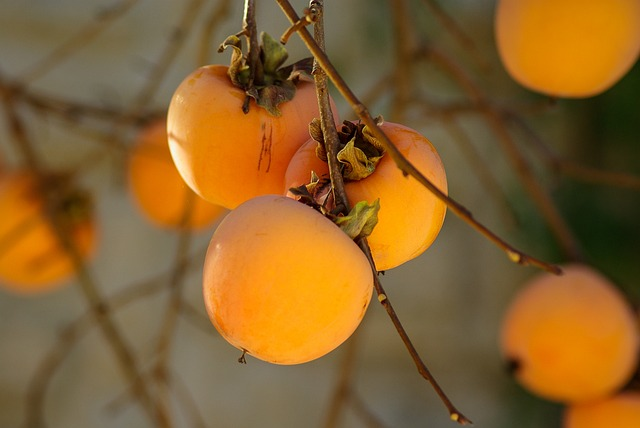 Diospyros kaki Cioccolatino - Kaki