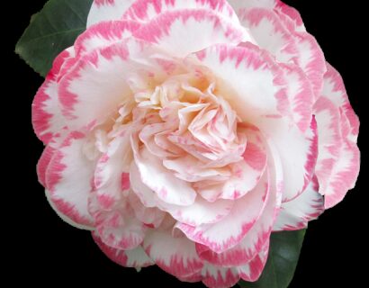 Camellia japonica ‘Margaret Davis’ - Camelia