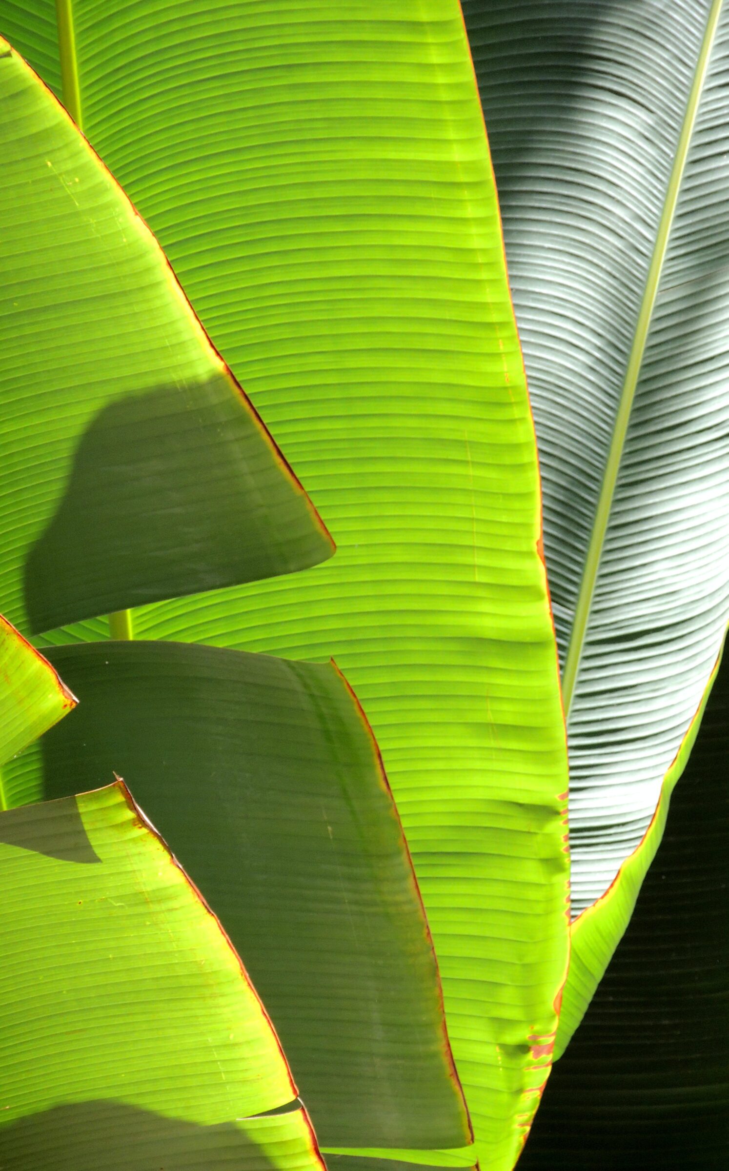 Musa Ensete Maurelli - Bananenplant