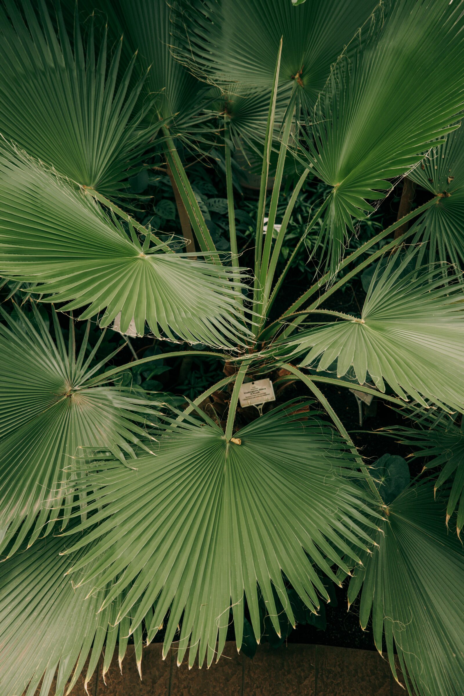 Chamaerops humillis compacta - Dwergpalmboom