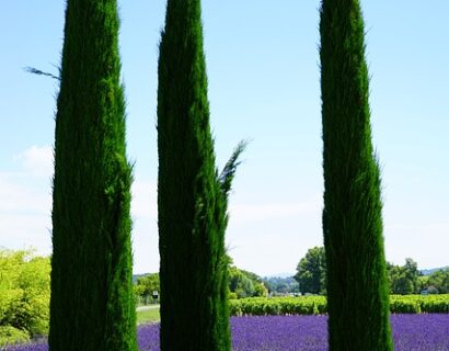 Cupressus sempervirens pyramidalis - Italiaanse cypres