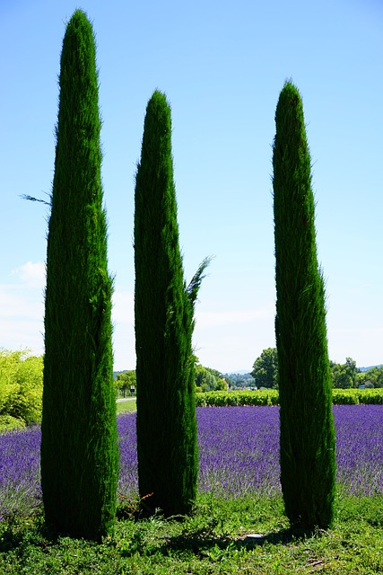 Cupressus sempervirens pyramidalis - Italiaanse cypres