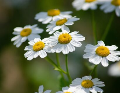 Tanacetum Parthenium