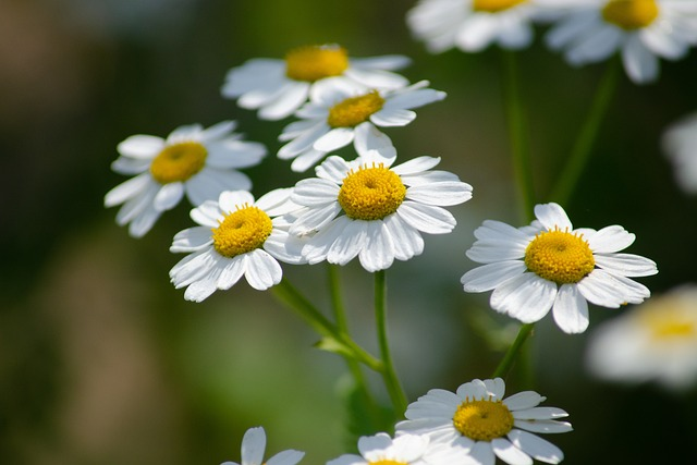 Tanacetum Parthenium - Moederkruid