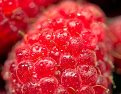 Rubus idaeus ‘Sweet Sunshine’