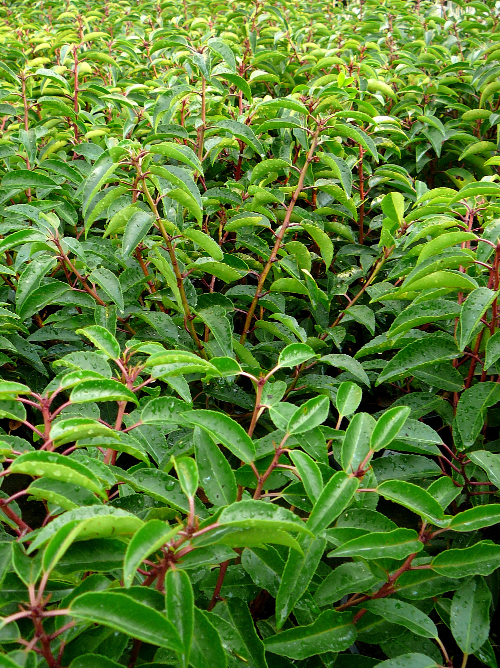 Prunus lusitanica ‘Angustifolia’ hoogstam - Portugese laurier