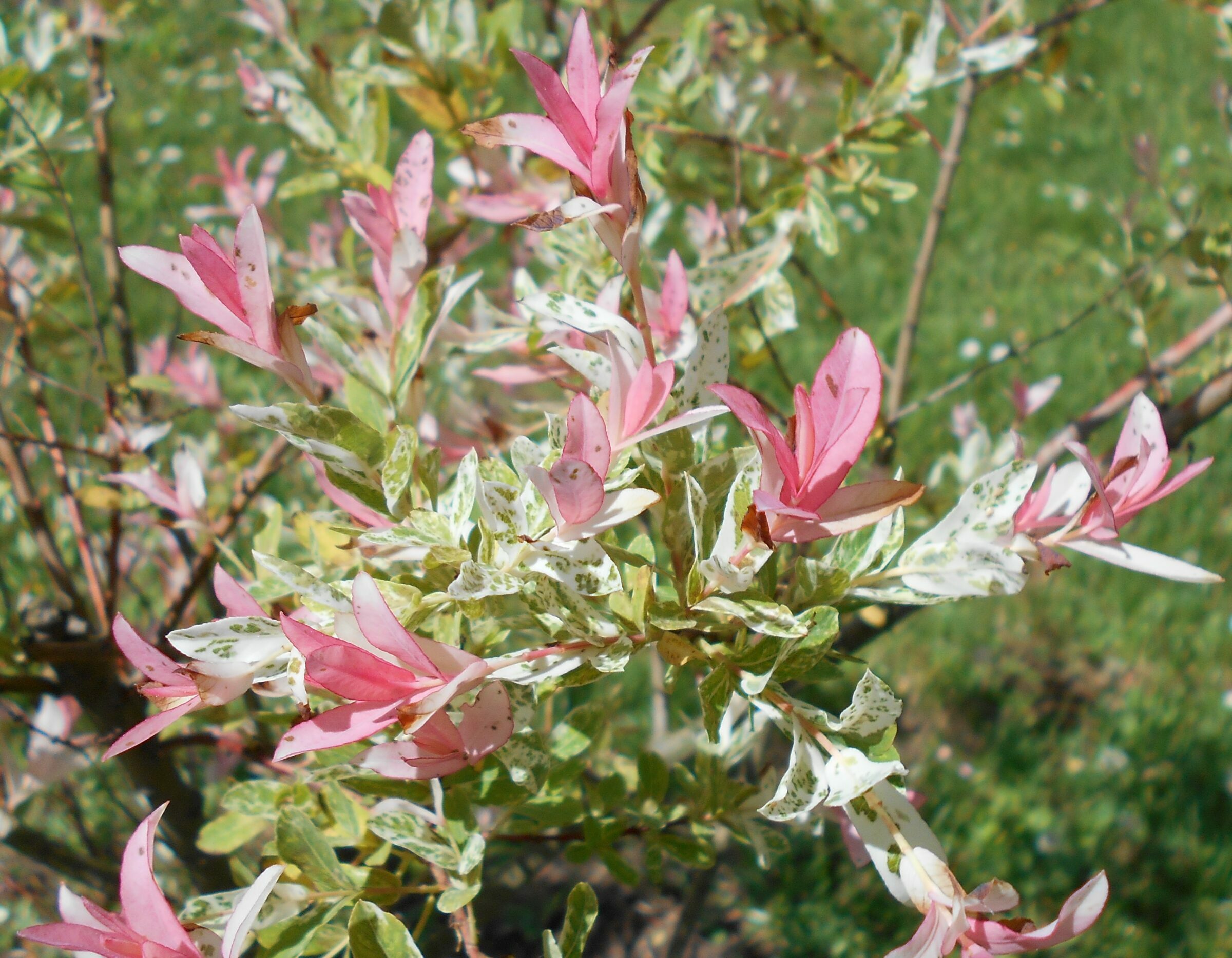 Salix integra ‘Hakuro-nishiki’ - Bonte japanse wilg