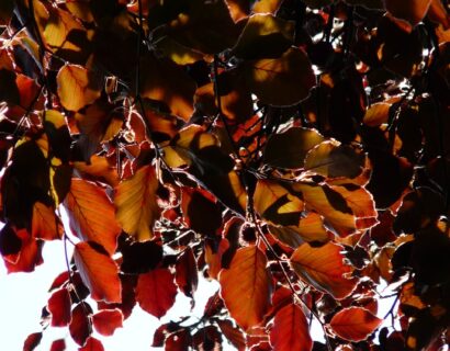 Fagus sylvatica purpurea leischerm