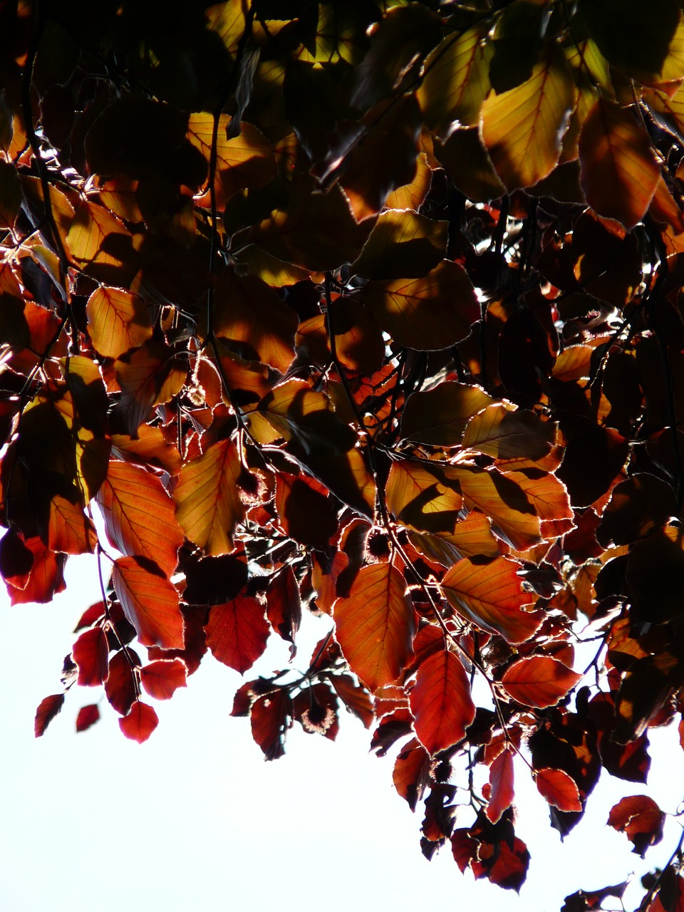 Fagus sylvatica purpurea leischerm - Rode beuk