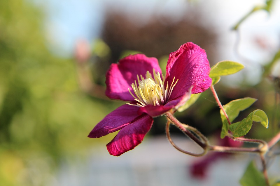 Clematis viticella ‘Vitiwester’ PBR - Bosrank