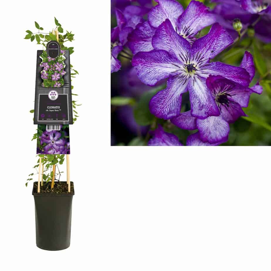 Clematis viticella ‘Super Nova’ PBR