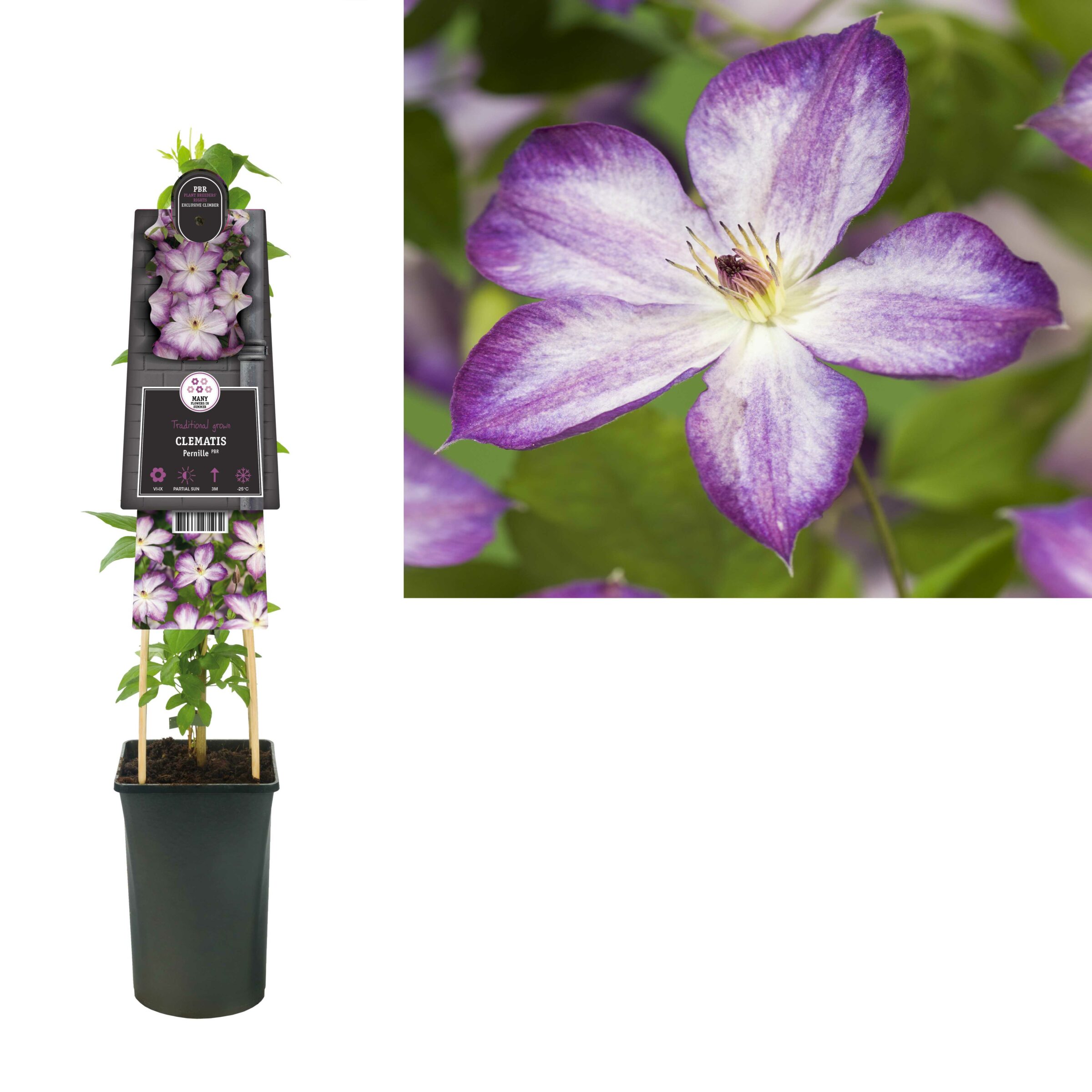 Clematis ‘Pernille’ - Bosrank