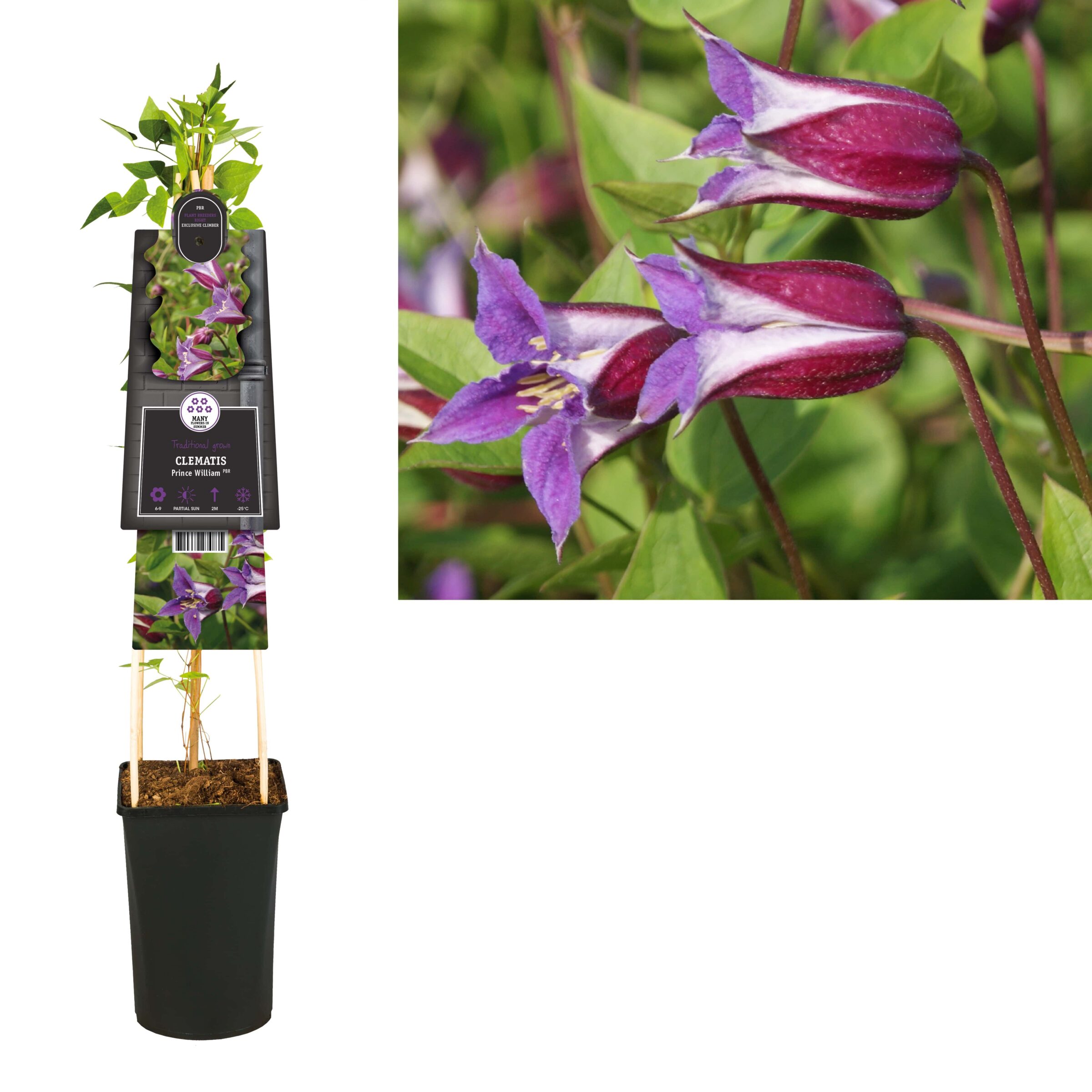 Clematis ‘Prince William’ PBR