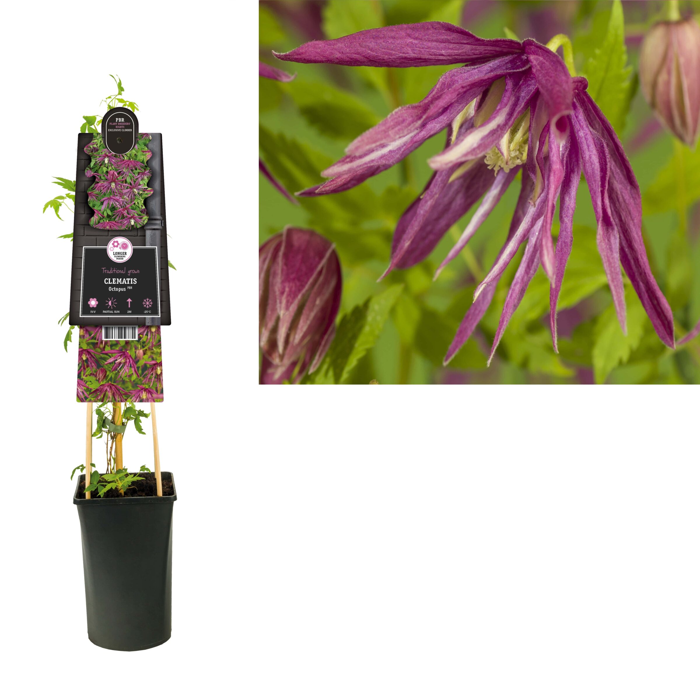 Clematis ‘Octopus’ PBR - Bosrank