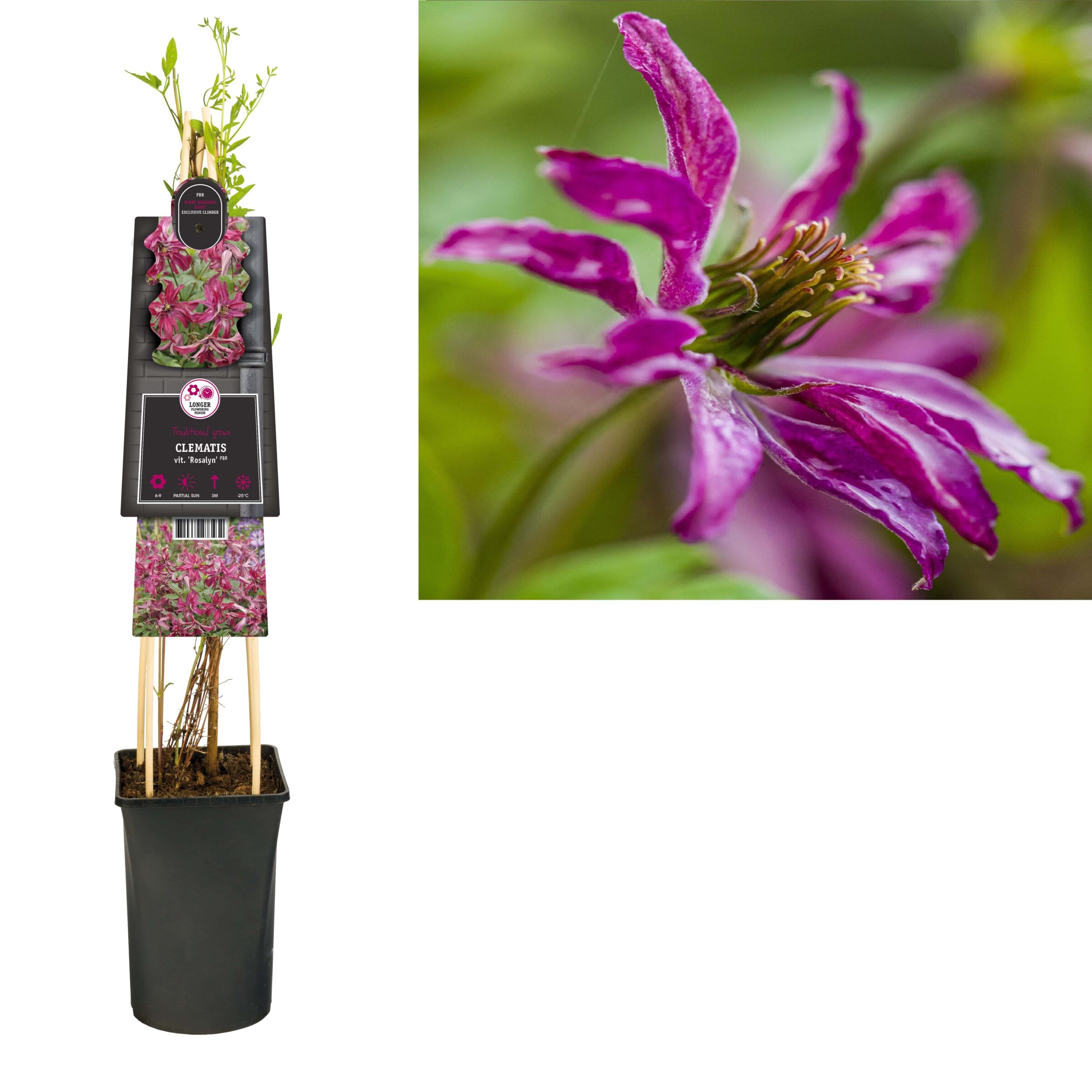 Clematis viticella ‘Rosalyn’ PBR