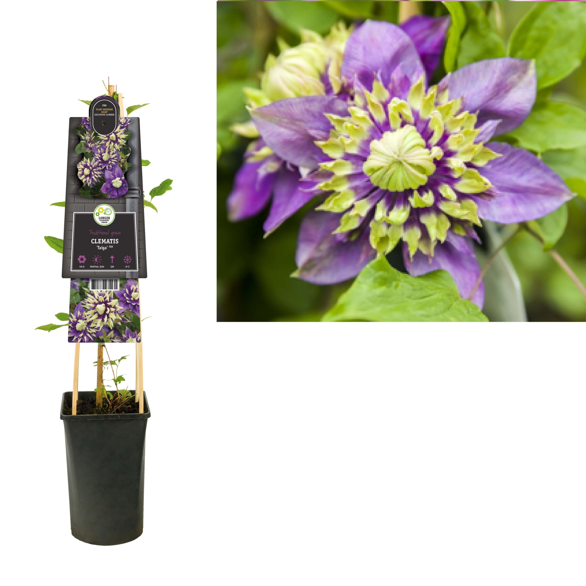 Clematis ‘Florida ‘Taiga’ PBR - Bosrank