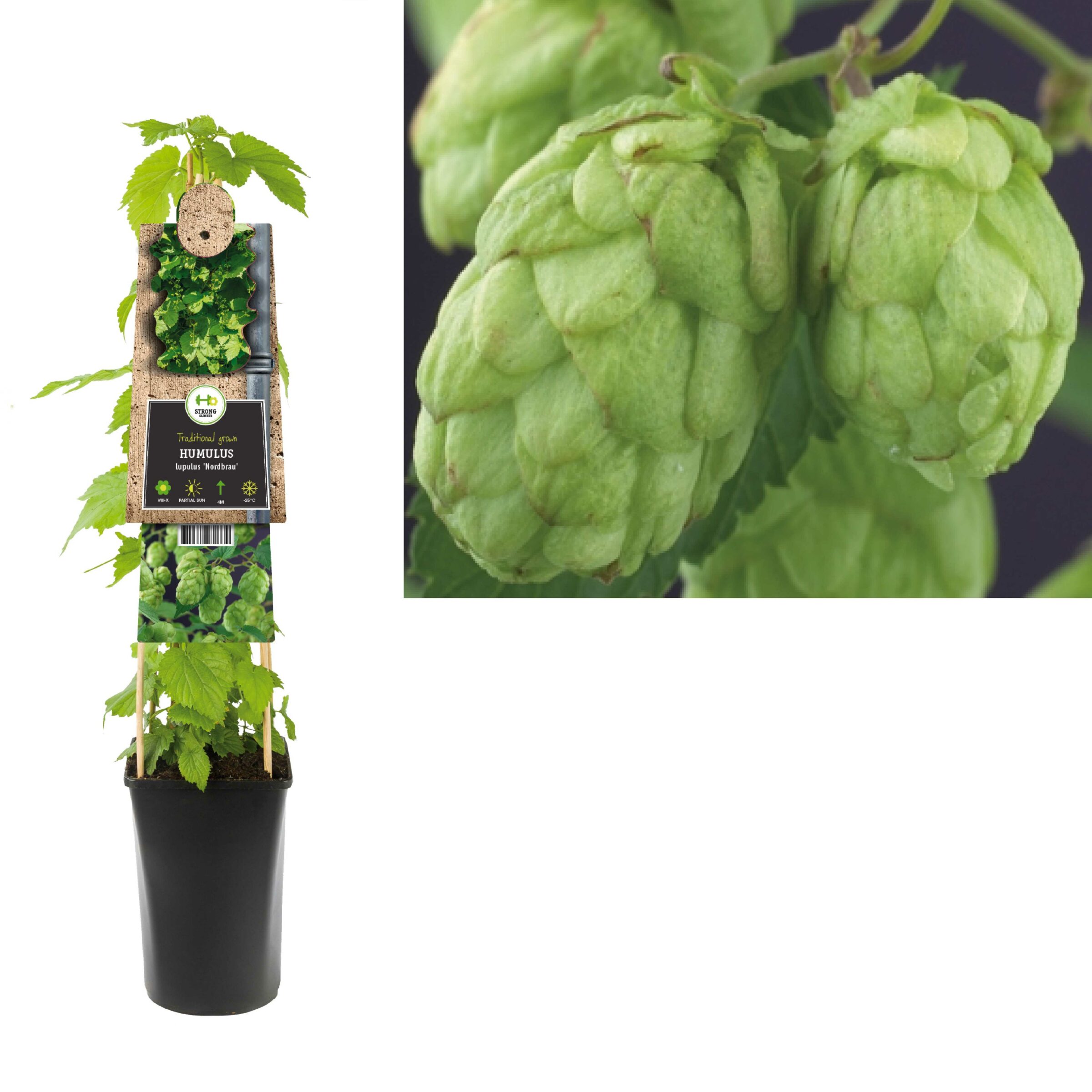 Humulus lupulus ‘Nordbrau’ - Hop