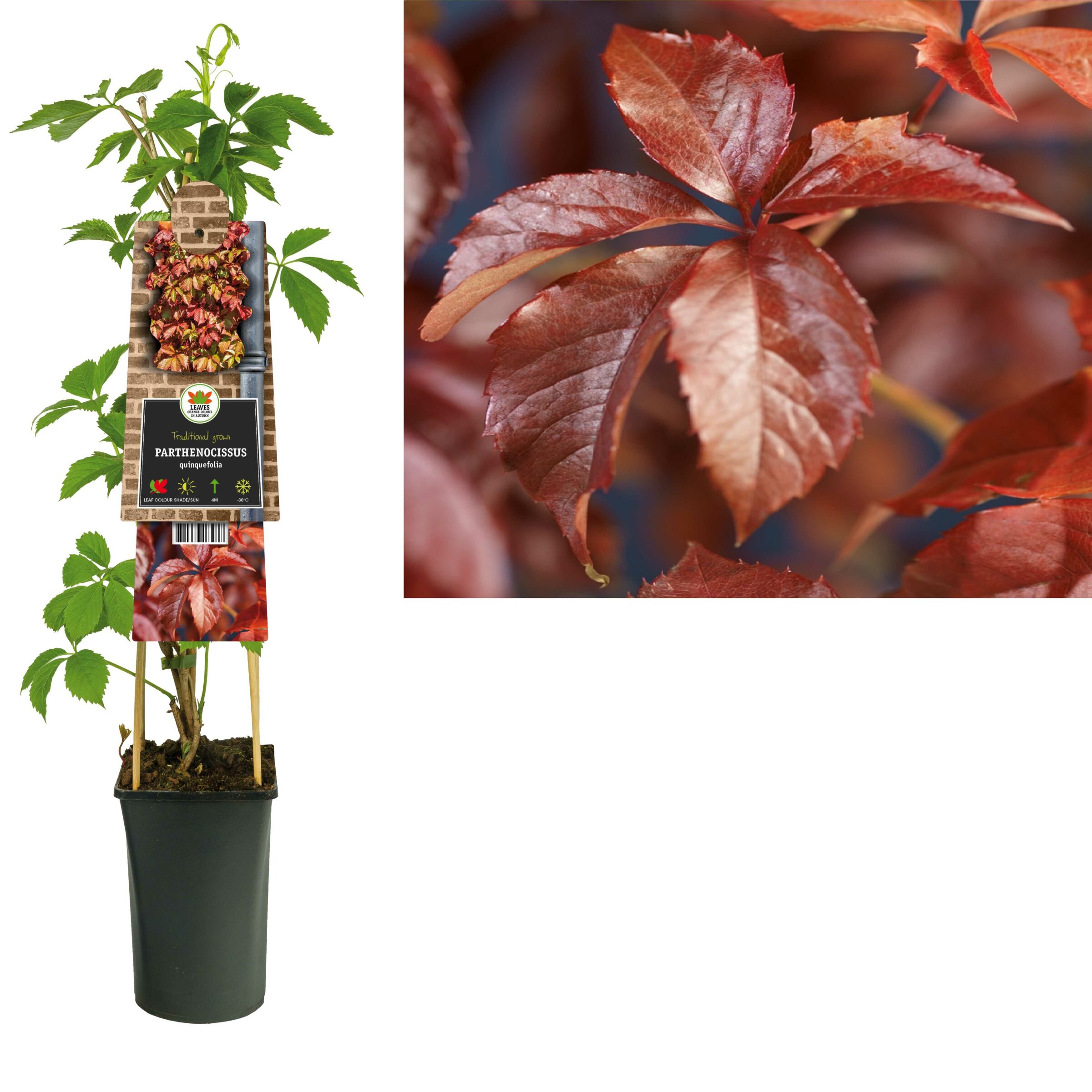 Parthenocissus Quinquefolia