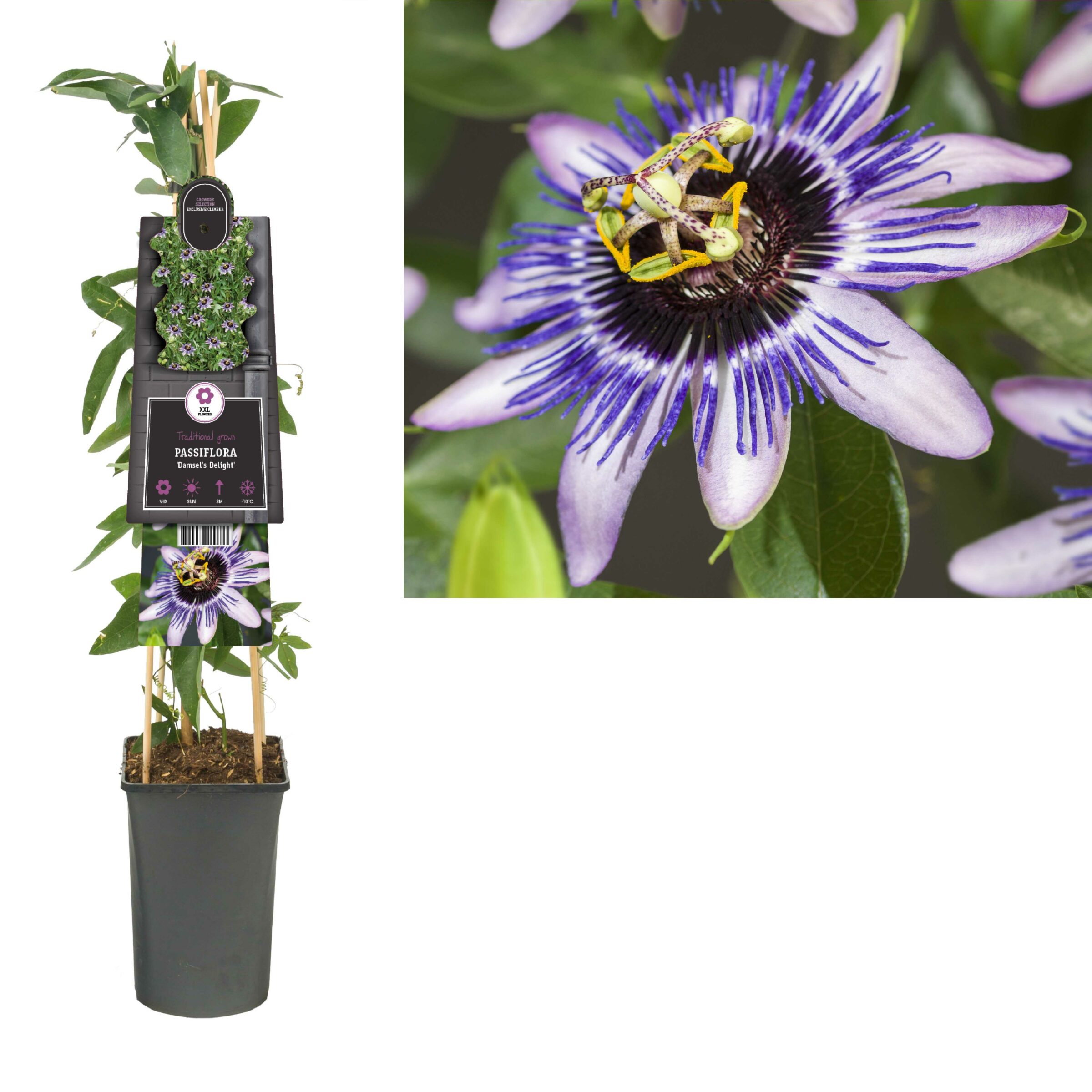 Passiflora ‘Damsel’s Delight’ - Passieflora