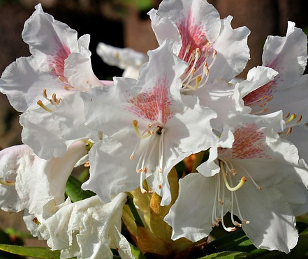 Rhododendron Yak. ‘Dreamland - rhododendron