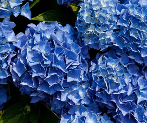 Hydrangea macr. Music Collection Blue Boogiewoogie - Hortensia