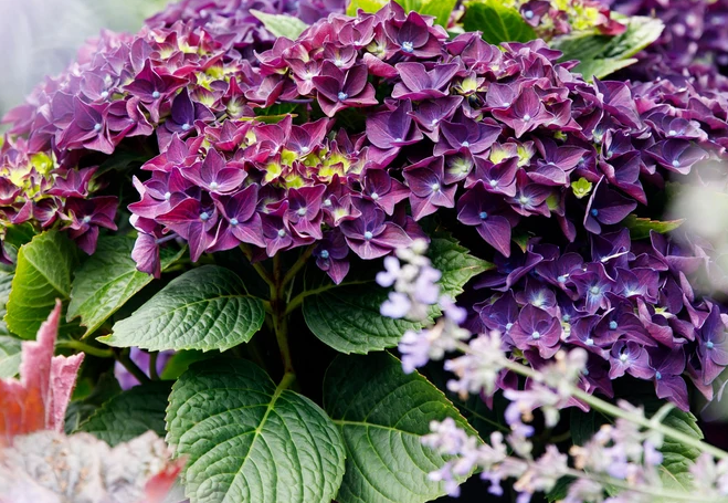 Hydrangea macr. Music Collection Deep Purple Dance - Hortensia