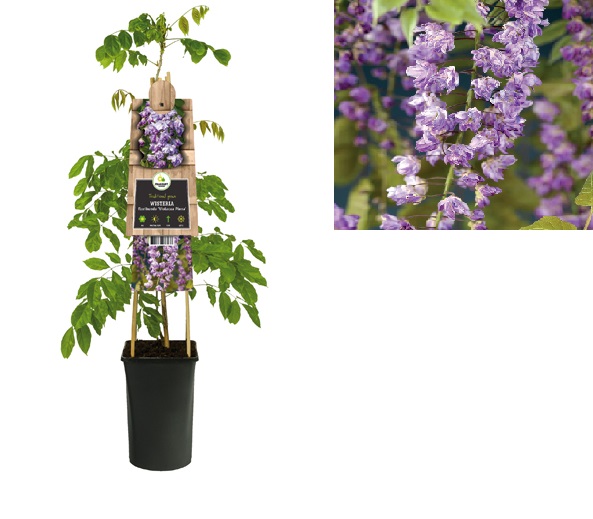 Wisteria floribunda ‘Violacea Plena’