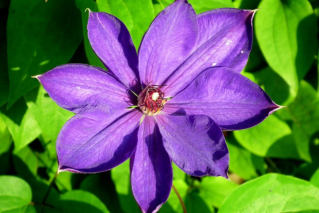 Clematis ‘Viva La Vida’ PBR