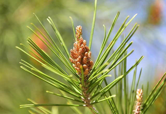 Pinus nigra ‘nigra’ - Oostenrijkse dennenboom