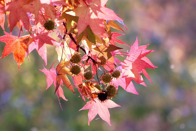 Acer palmatum Extravaganza - Japanse Esdoorn