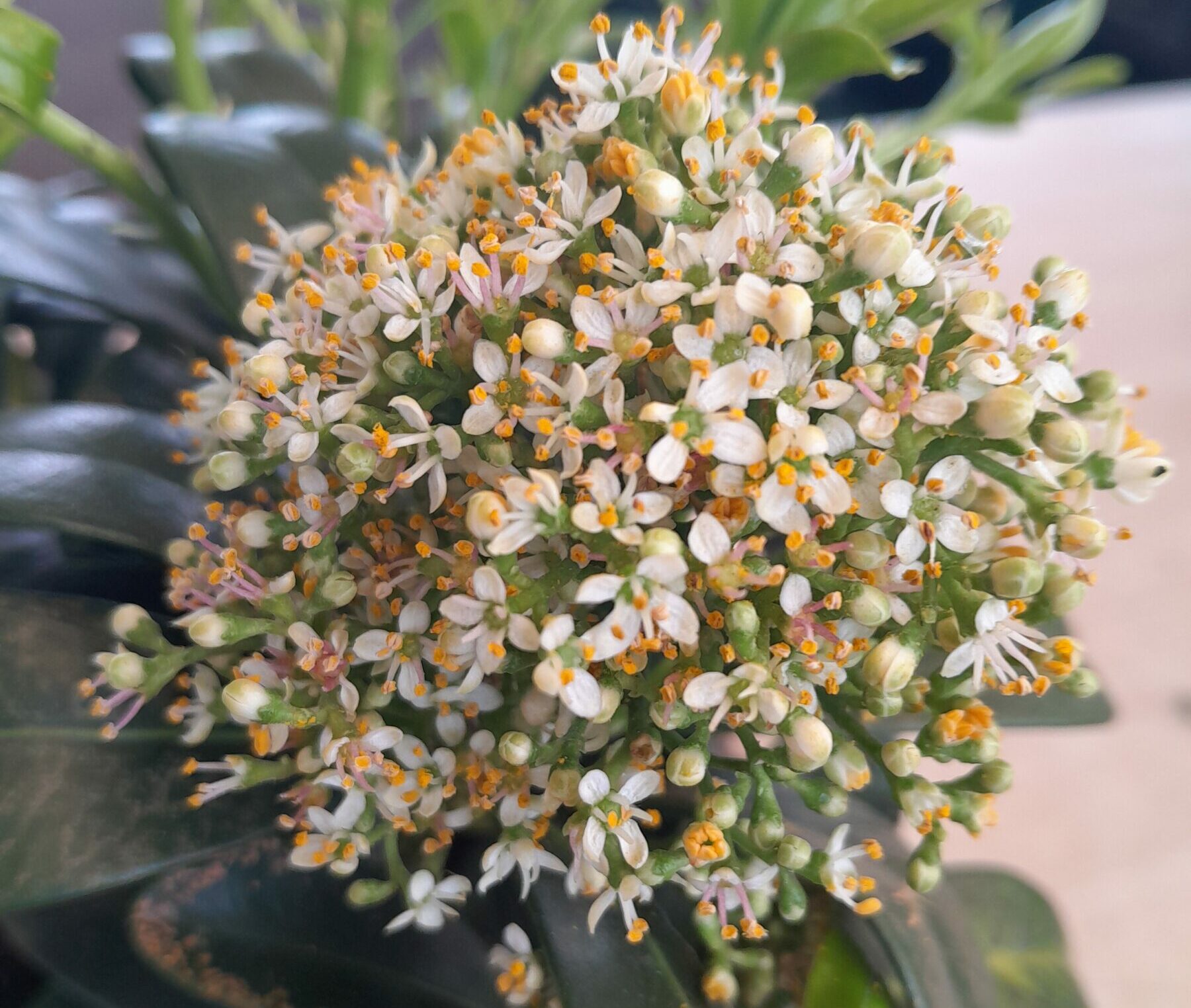 Skimmia japonica ‘White Globe’ - Skimmia