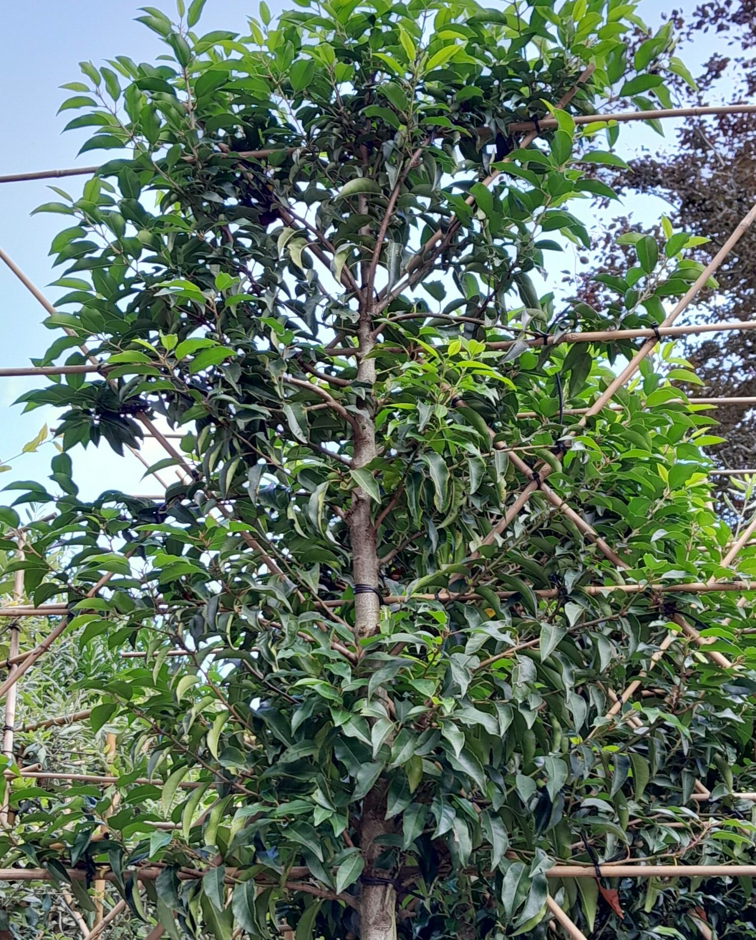Prunus lusitanica angustifolia leivorm - Portugese laurier