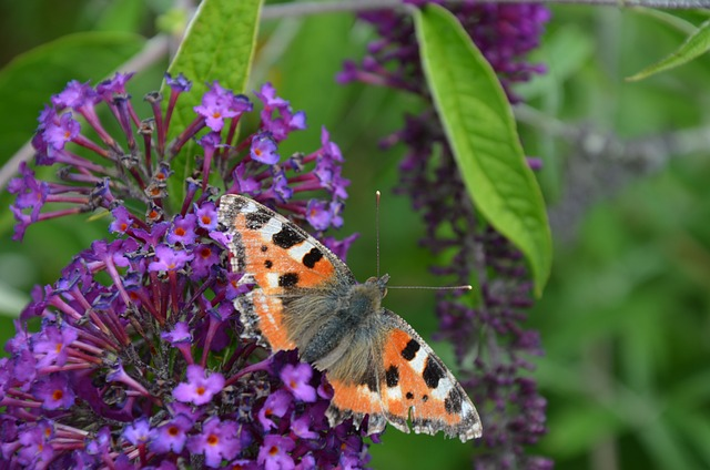 Buddleja ‘little purple’