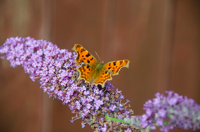 Buddleja ‘Lila Sweetheart’ - Vlinderstruik