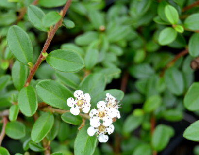 Cotoneaster Dammeri - Dwergmispel