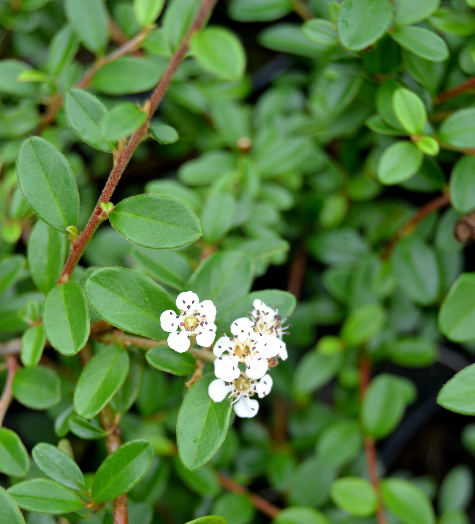 Cotoneaster Dammeri - Dwergmispel