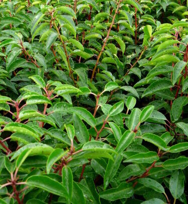 Prunus lusitanica ‘Angustifolia’ op stam - Portugese laurier