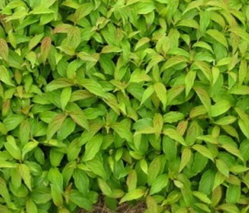 Cornus sericea ‘Kelseyi’ - Kornoeltje