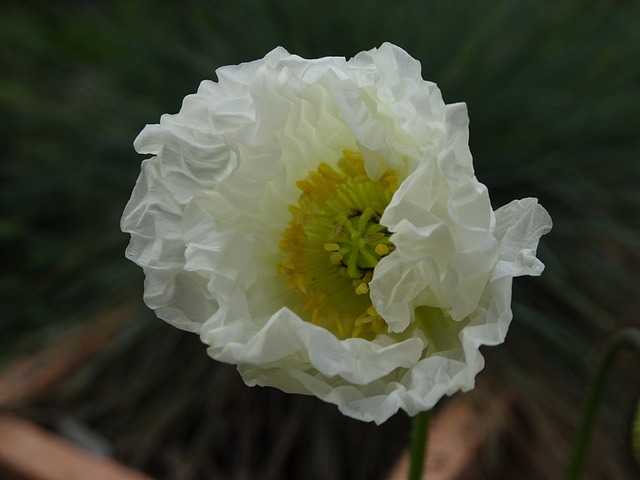 Papaver nud. ‘champagne bubbles white’ - klaproos