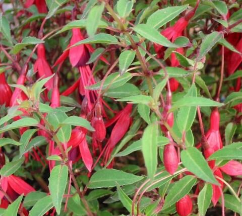 Fuchsia magellanica ‘Pumila’ - Bellenplant