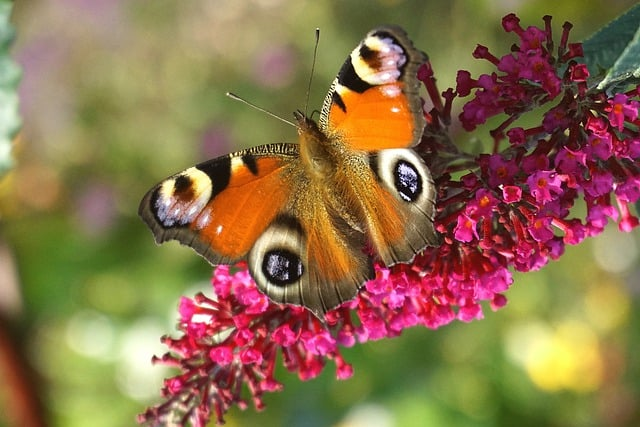 Buddleja davidii ‘Butterfly Candy Little Pink’ - Vlinderstruik