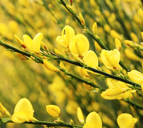 Cytisus Racemosus - Kamerbrem