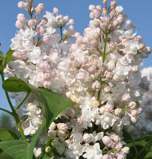 Syringa vulgaris ‘Beauty of Moscow’ - Sering, kruidnagel