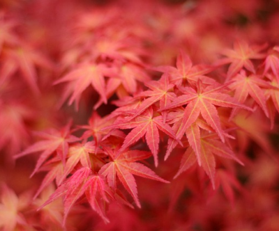 Acer palmatum ‘Little Red’ - Rode Japanse Esdoorn