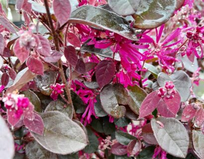 Loropetalum chinense ‘Black Pearl’ (halfstam) - Chinese Franjeboom