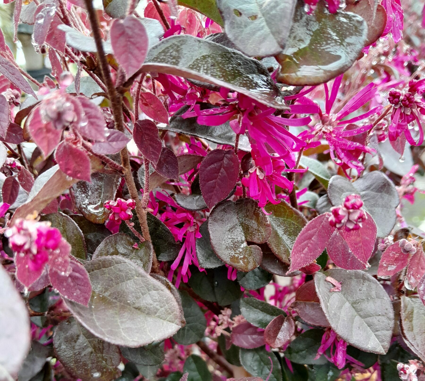 Loropetalum chinense ‘Black Pearl’ - Chinese Franjeboom