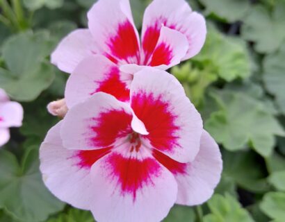 Geranium staand ‘Smart Splash’ - Staande geranium