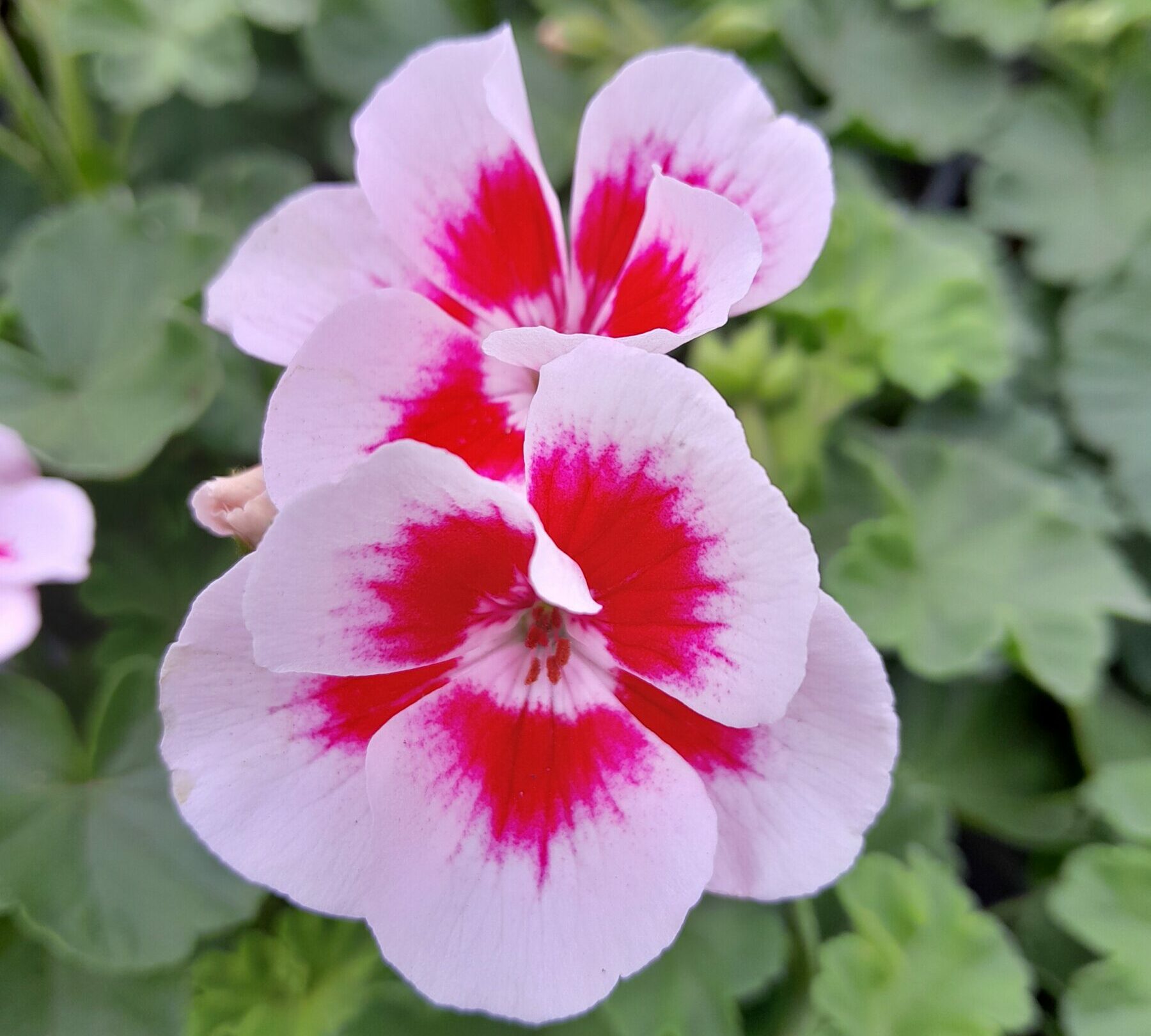 Geranium staand ‘Smart Splash’ - Staande geranium