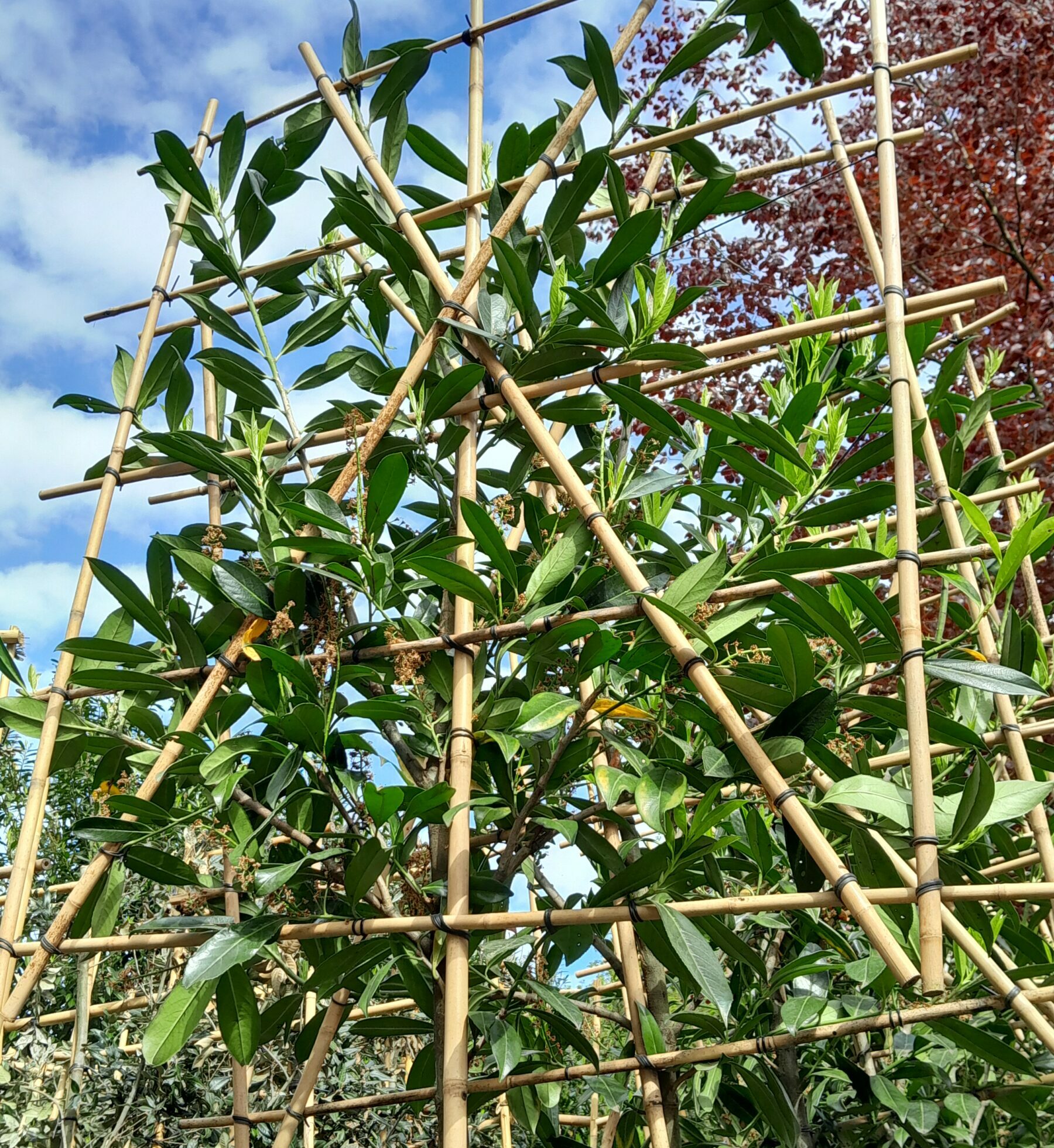 Prunus laurocerasus ‘Caucasica’ voorgeleid - Leilaurier