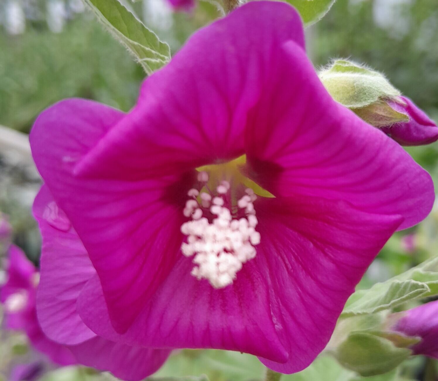Lavatera ‘Ruby Star’ - Struikmalva